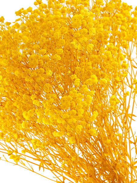 Gypso Yellow (FS-04)