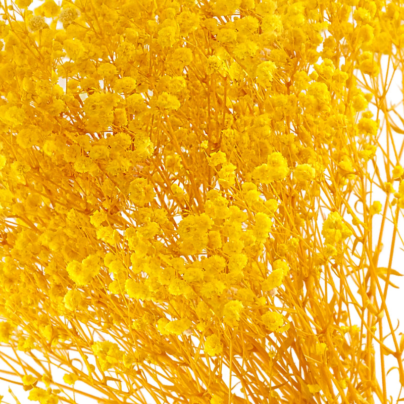 Gypso Yellow (FS-04)
