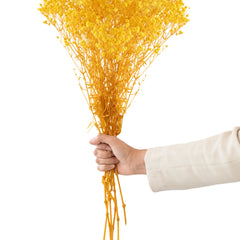Gypso Yellow (FS-04)
