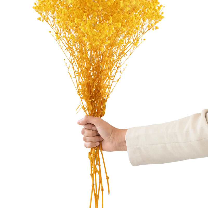 Gypso Yellow (FS-04)