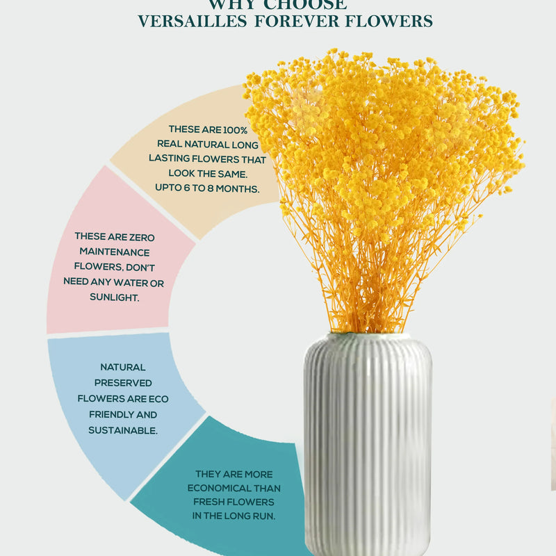 Gypso Yellow (FS-04)