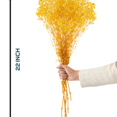Gypso Yellow (FS-04)