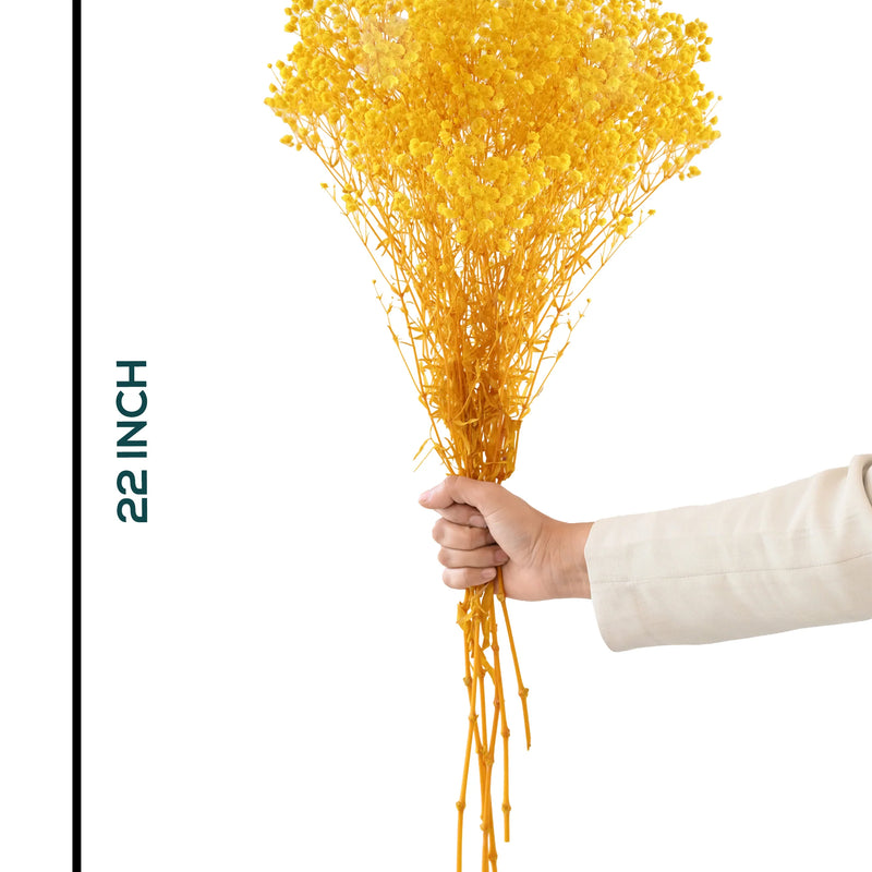 Gypso Yellow (FS-04)