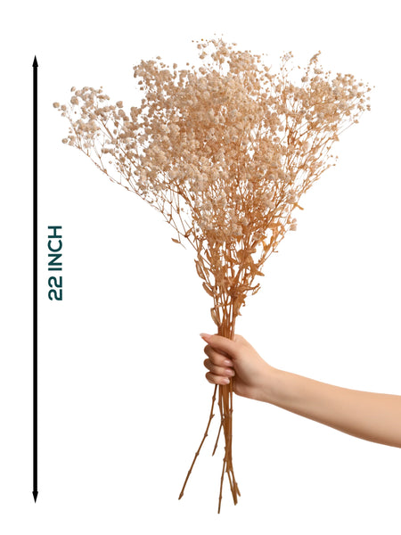 Gypso White (FS-04)
