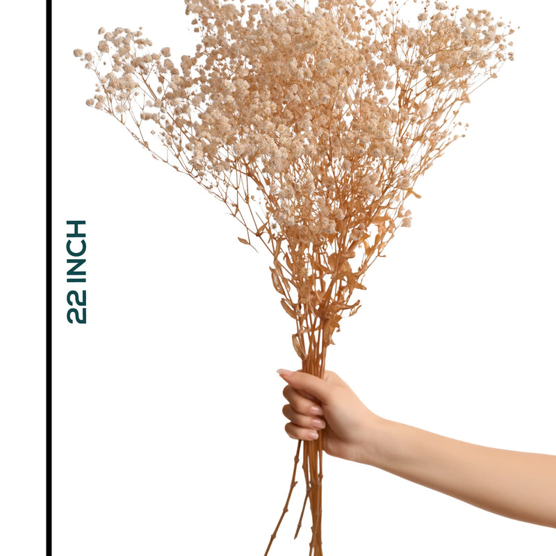 Gypso White (FS-04)