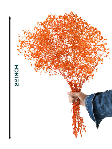 Gypso Orange (FS-04)