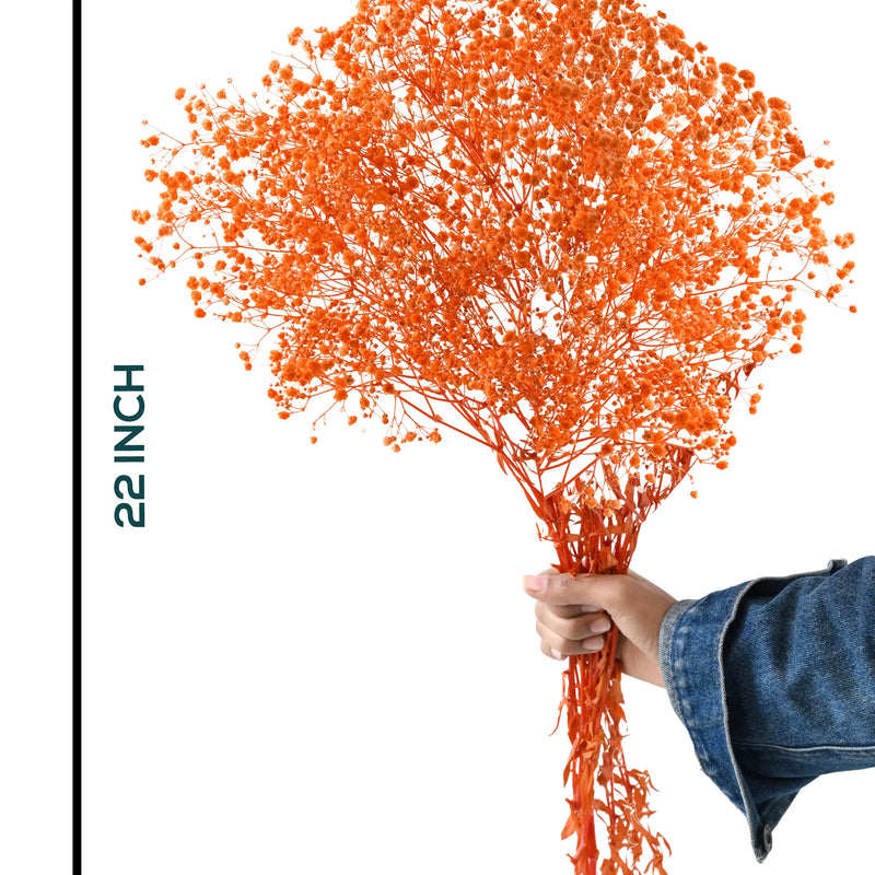 Gypso Orange (FS-04)