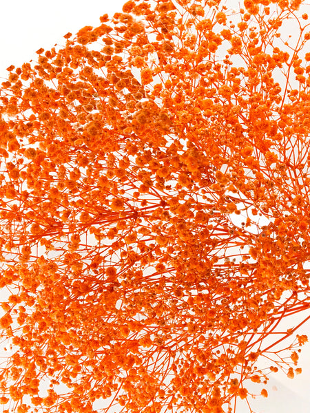Gypso Orange (FS-04)