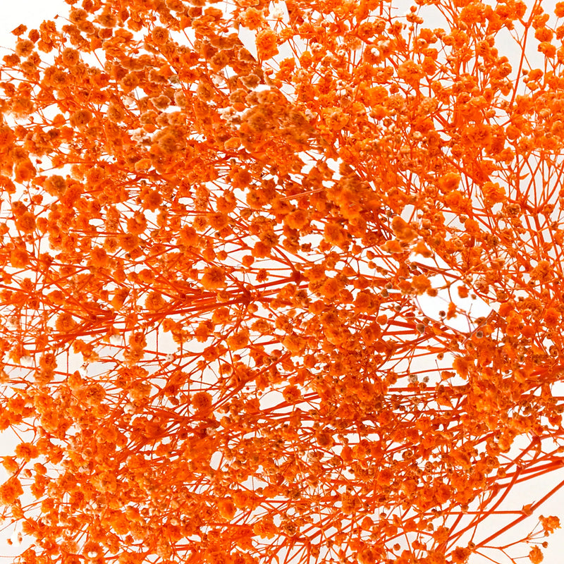Gypso Orange (FS-04)