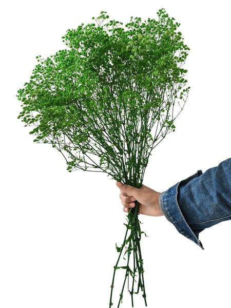 Gypso Green (FS-04)