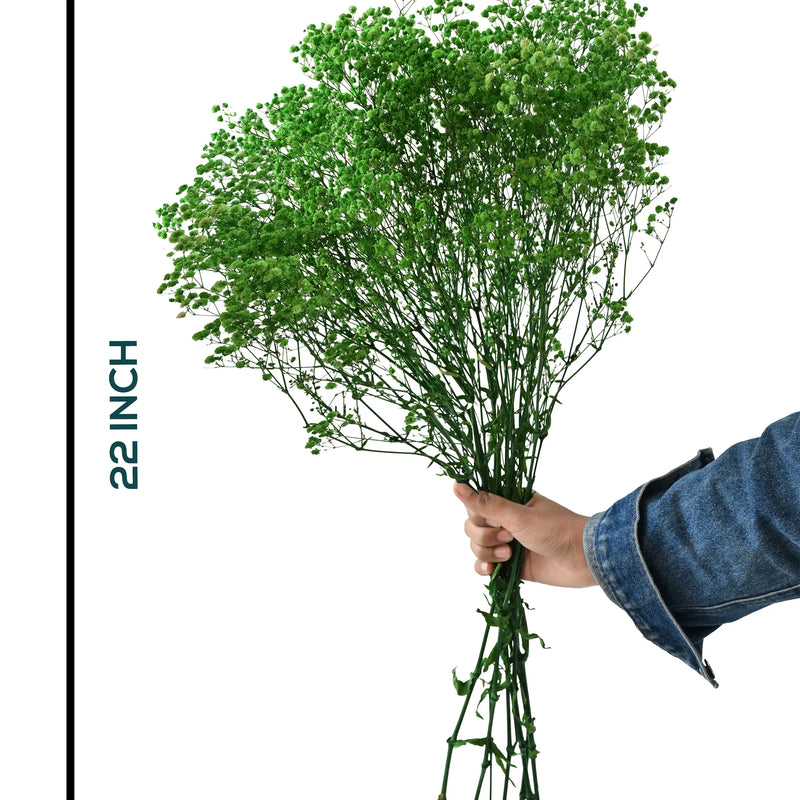 Gypso Green (FS-04)