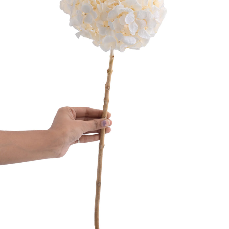 Hydrangea White (FS-07)