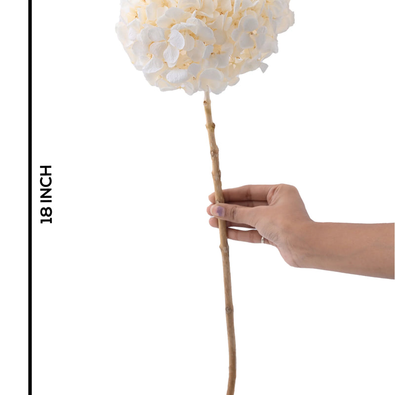 Hydrangea White (FS-07)