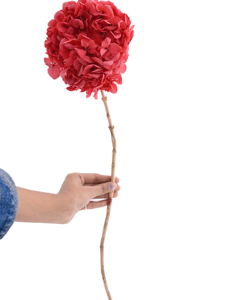 Hydrangea Red (FS-07)