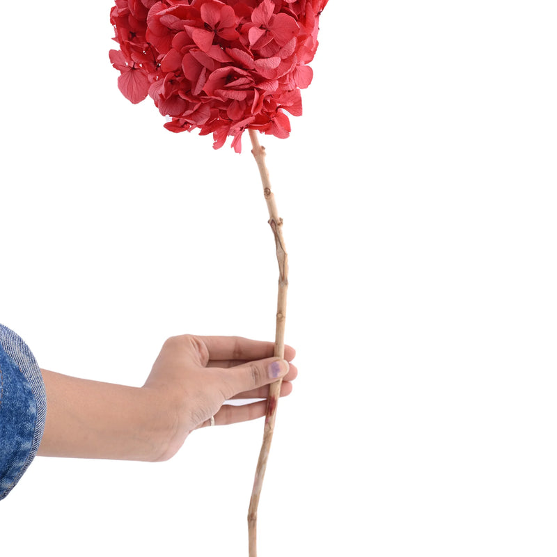 Hydrangea Red (FS-07)