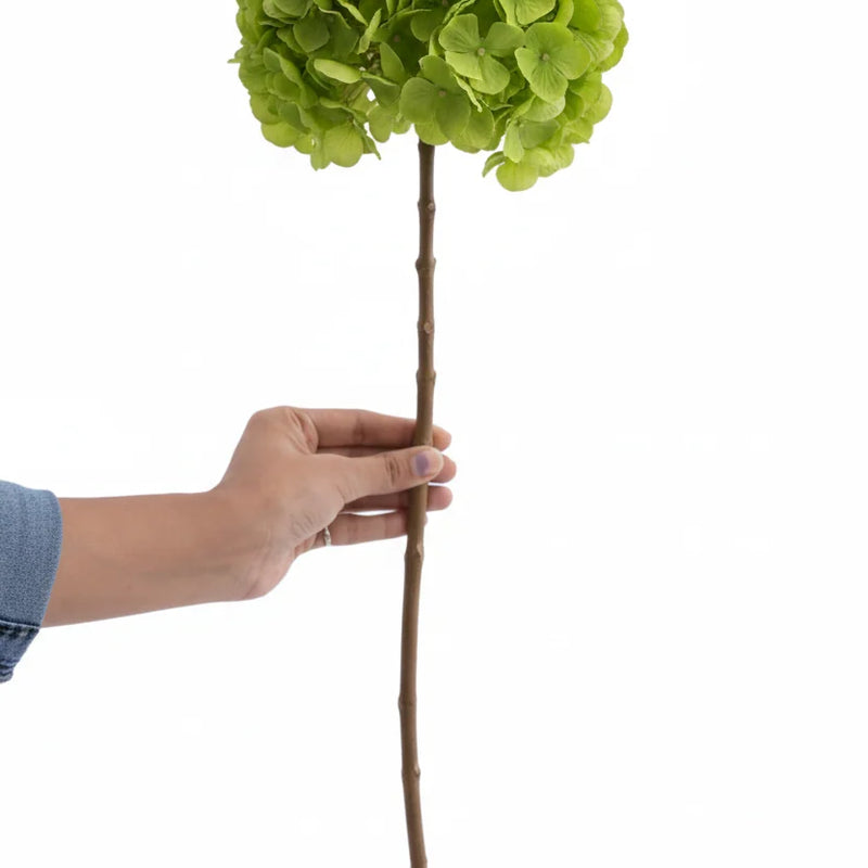 Hydrangea Green (FS-07)