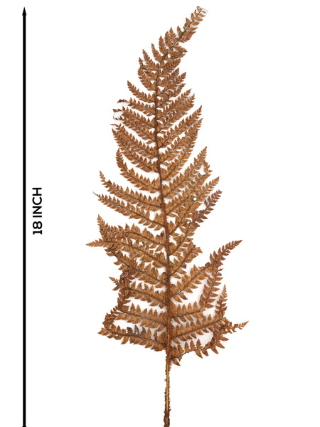 Leather Fern Brown (FS-13)
