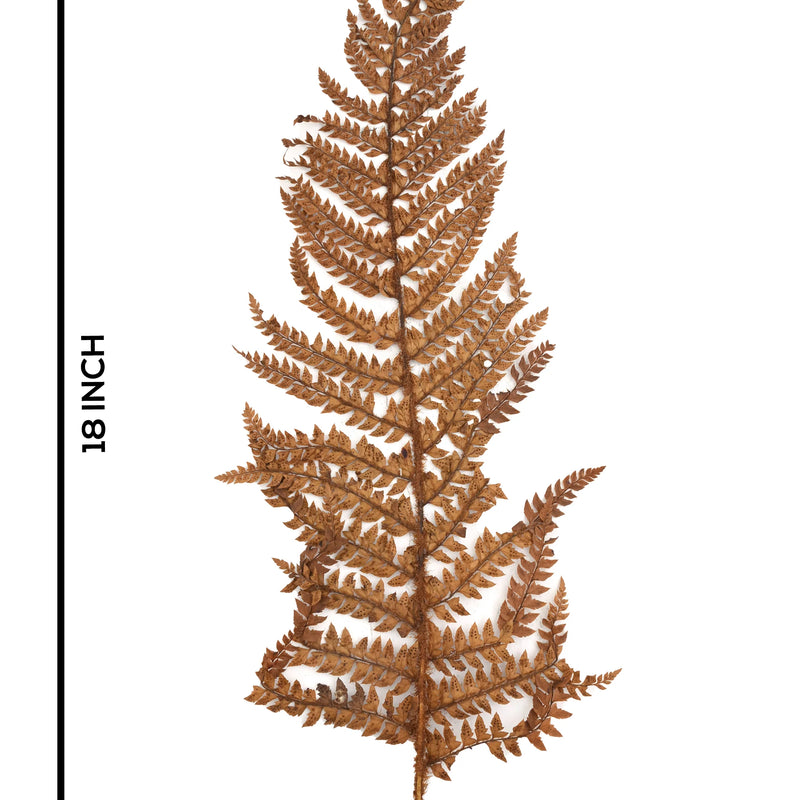 Leather Fern Brown (FS-13)