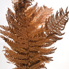 Leather Fern Brown (FS-13)