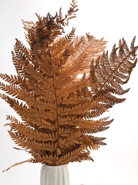 Leather Fern Brown (FS-13)