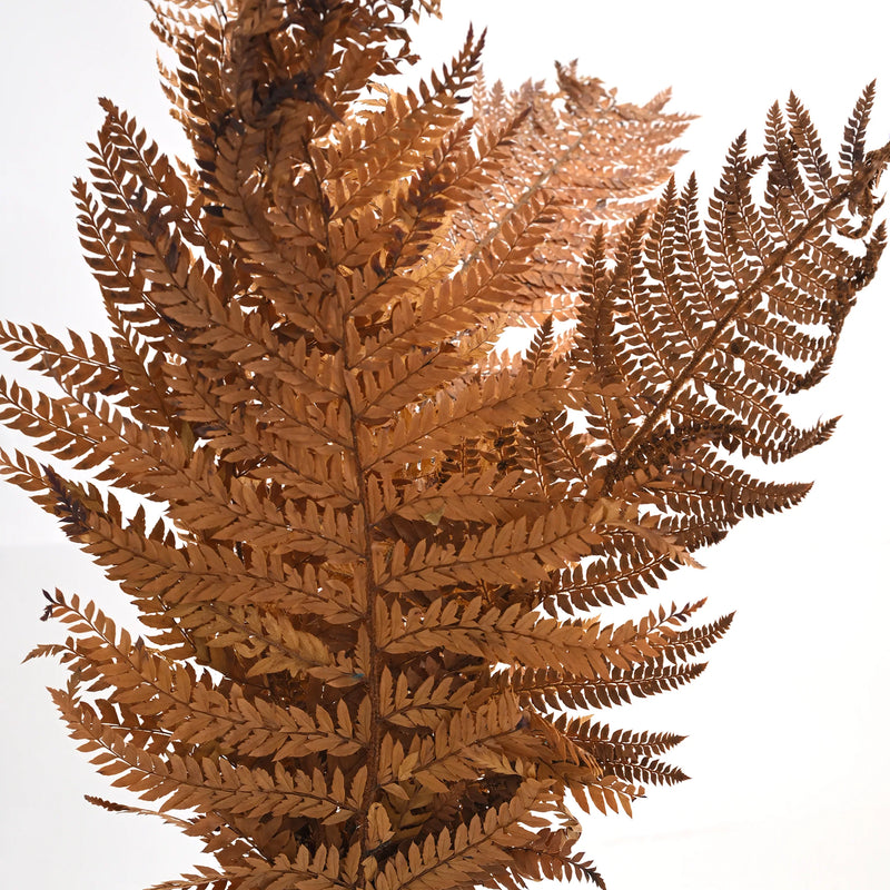 Leather Fern Brown (FS-13)