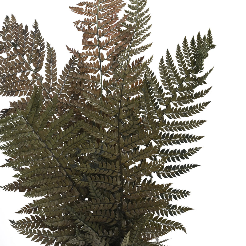 Leather Fern Green (FS-13)