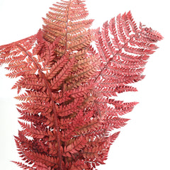 Leather Fern Red (FS-13)