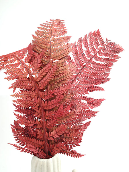 Leather Fern Red (FS-13)