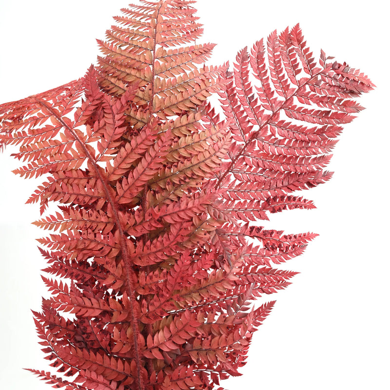 Leather Fern Red (FS-13)