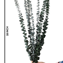 Baby Dollar Green (FS-14)