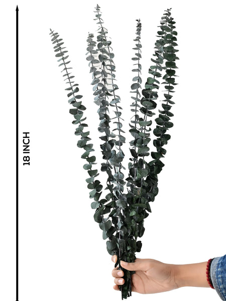 Baby Dollar Green (FS-14)